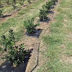 TreeDiaper Singles -Beautiful Garden vp tdxx 6