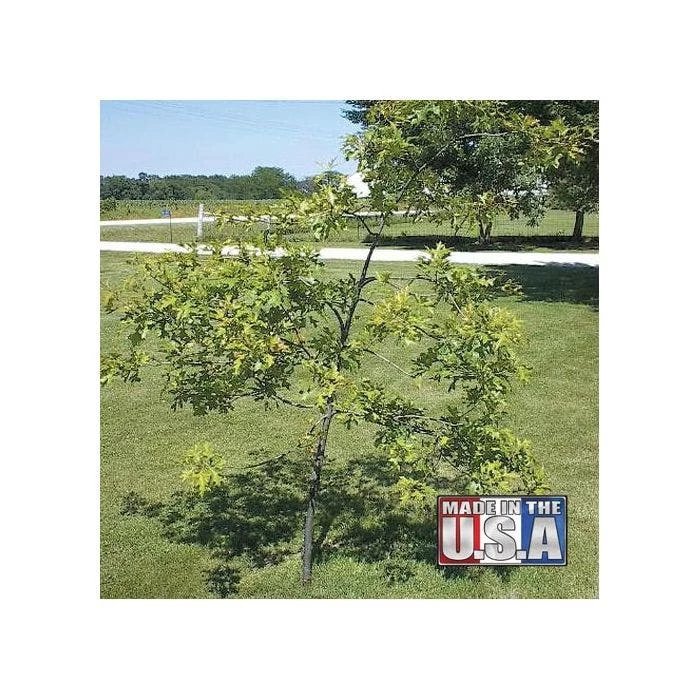 Tree Trainer Tree Straightener 2 Tree Trainer Tree Straightener - Image 2