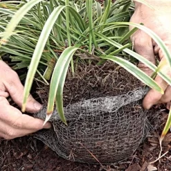 Vole King Plant Baskets -Beautiful Garden vp vkbasket 8