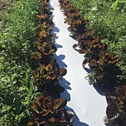 White/Black Mulch Film, 1 Mil, 48" X 4000' 5 White/Black Mulch Film, 1 Mil, 48" X 4000' -Beautiful Garden wb481 2