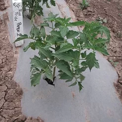 Biodegradable Paper Mulch, 4 Feet By 100 Feet -Beautiful Garden wg48100f 3