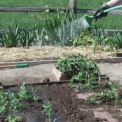 Biodegradable Paper Mulch, 4 Feet By 100 Feet -Beautiful Garden wg48100f 5