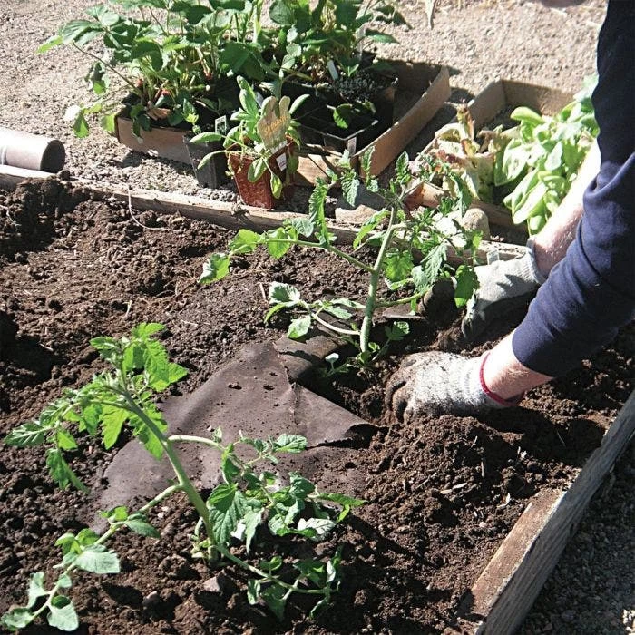 Biodegradable Paper Mulch, 4 Feet By 250 Feet 3 Biodegradable Paper Mulch, 4 Feet By 250 Feet - Image 3