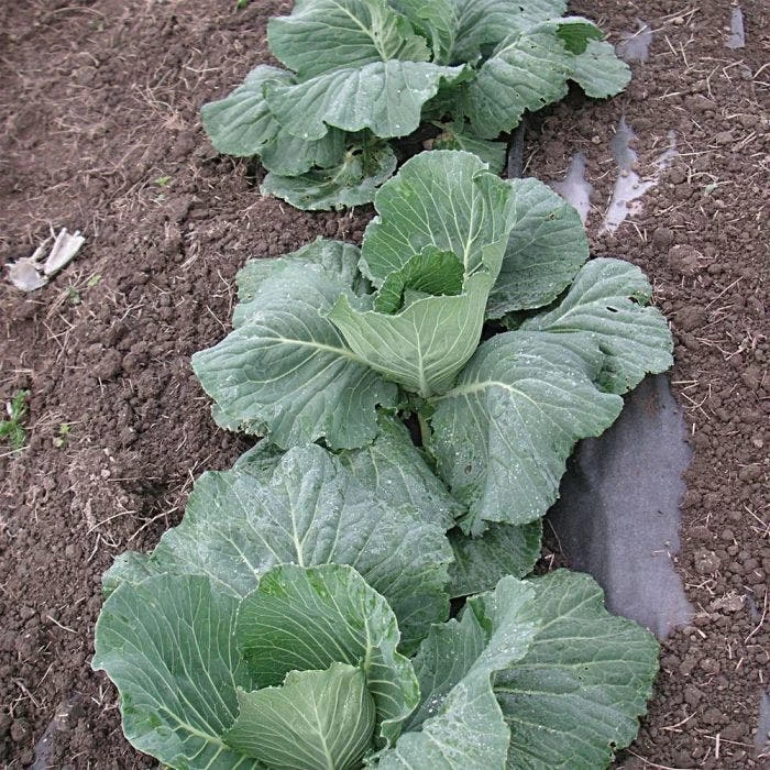 Biodegradable Paper Mulch, 4 Feet By 250 Feet 5 Biodegradable Paper Mulch, 4 Feet By 250 Feet - Image 5