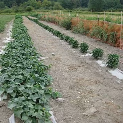 Biodegradable Paper Mulch, 4 Feet By 250 Feet 16 Biodegradable Paper Mulch, 4 Feet By 250 Feet -Beautiful Garden wg48250f 7